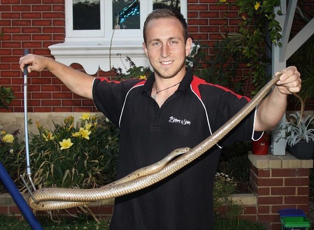 Professional Snake Catcher Marcus Cosentino